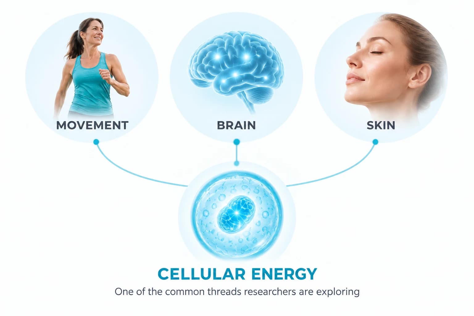 Movement, brain and skin connected by cellular energy, one of the common threads researchers are exploring