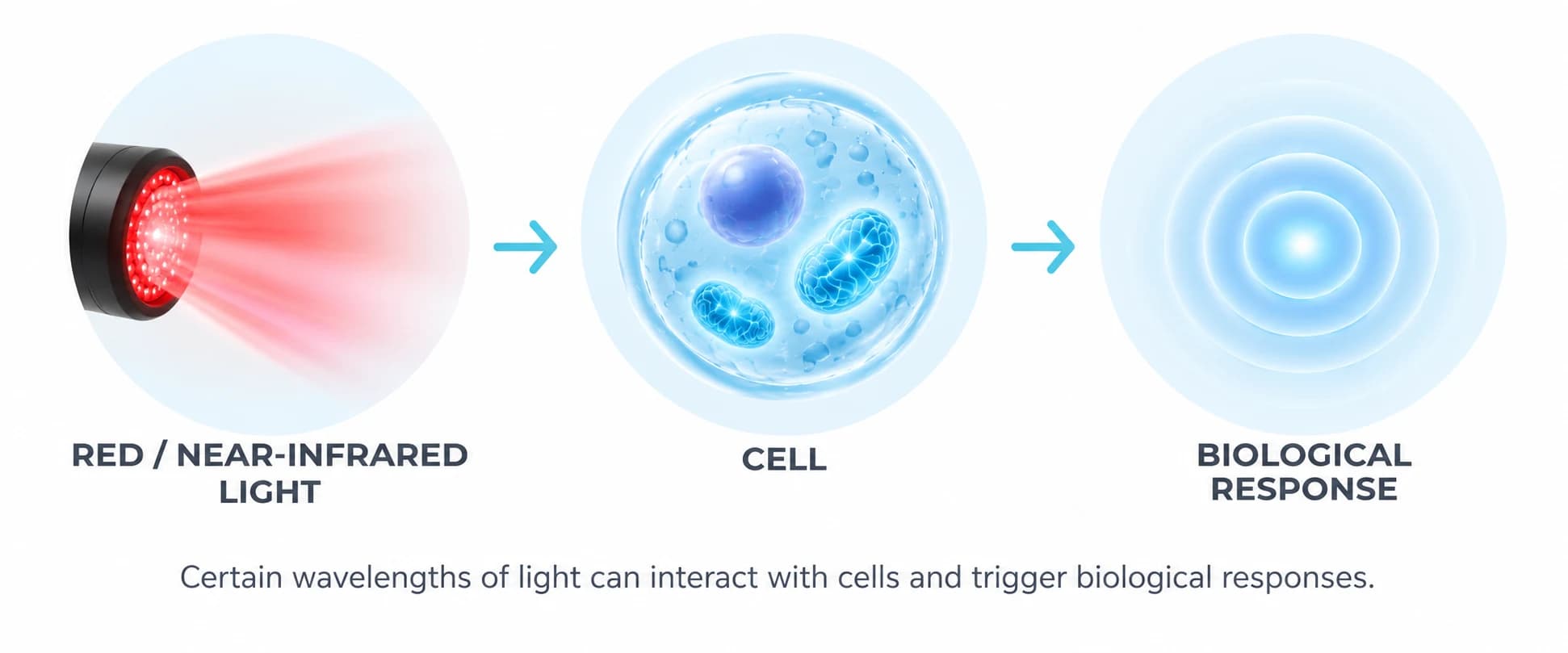 Light reaches a cell, the cell responds, and that response influences the surrounding tissue